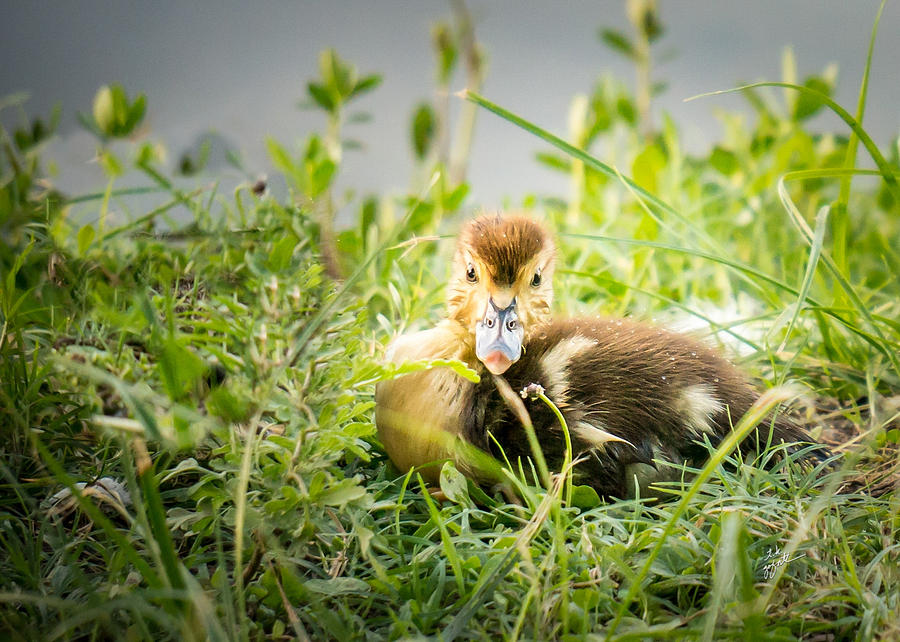 Wide-Eyed Duckling Photograph by TK Goforth