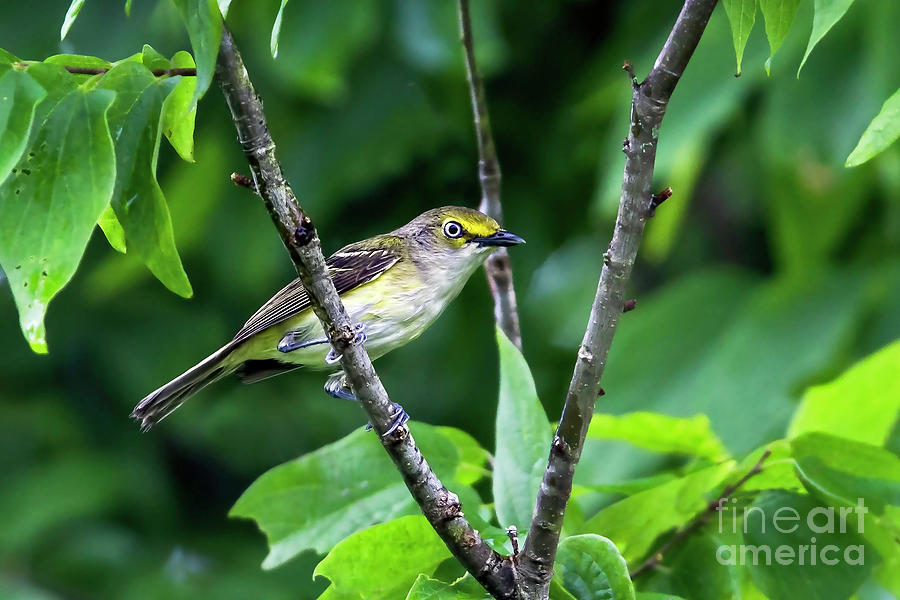 Wide-Eyed White-Eyed Vireo Photograph by Gary Holmes