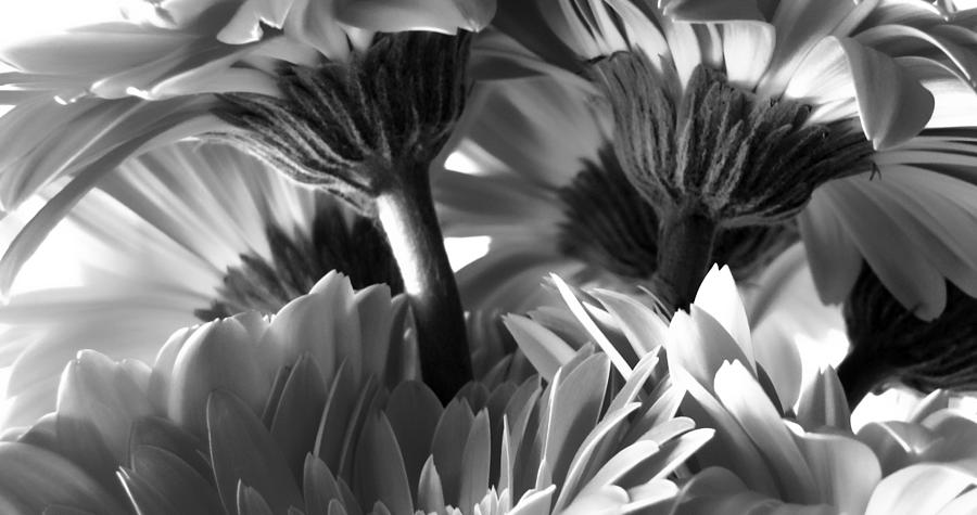 Wide Monochrome Gerbera Daisies Photograph by Tony Grider