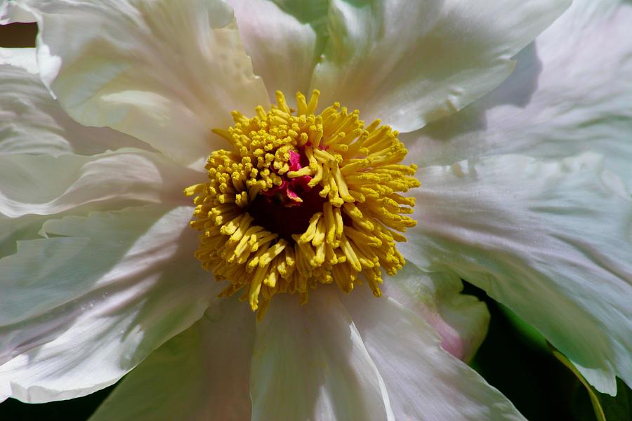 Wide Open White Peony Photograph by Polly Castor