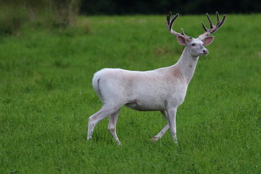 Wide White Buck 1 Photograph by Brook Burling