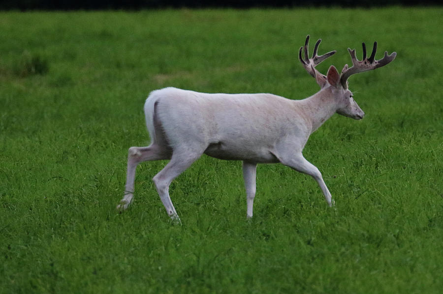 Wide White Buck 2 Photograph by Brook Burling