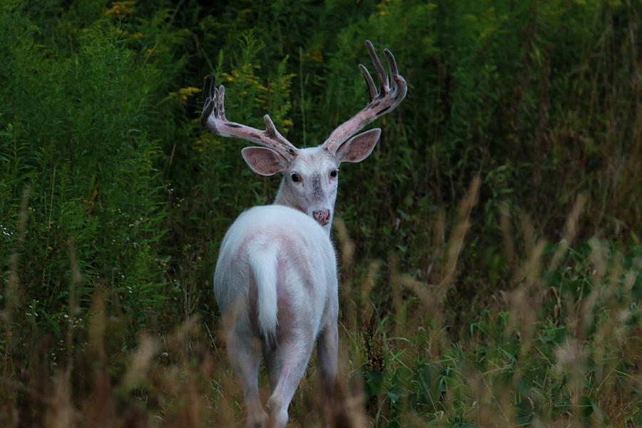 Wide White Buck 4 Photograph by Brook Burling