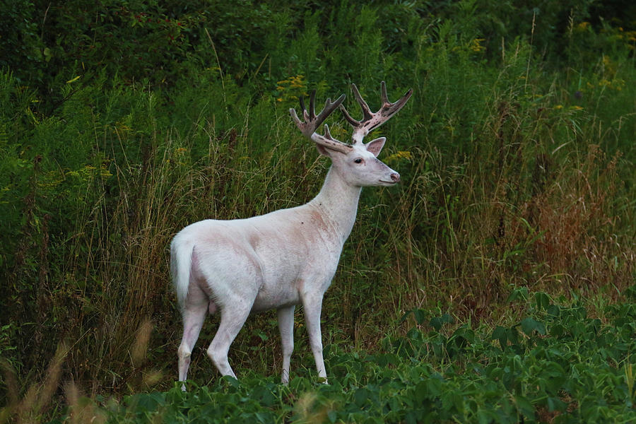 Wide White Buck 5 Photograph by Brook Burling