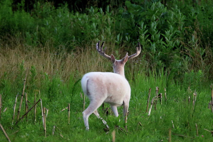 Wide White Buck Backside Photograph by Brook Burling