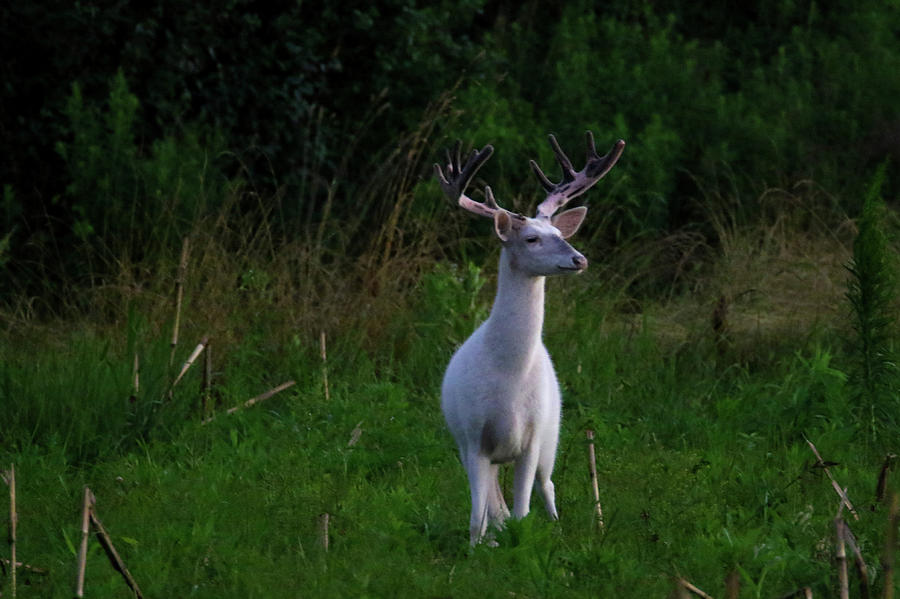 Wide White Buck Photograph by Brook Burling