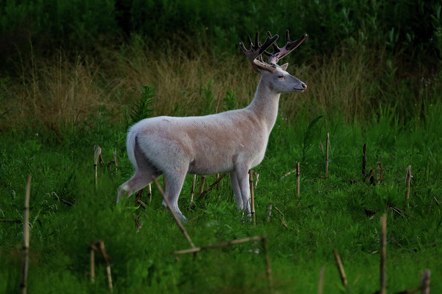Wide White Buck Side Photograph by Brook Burling