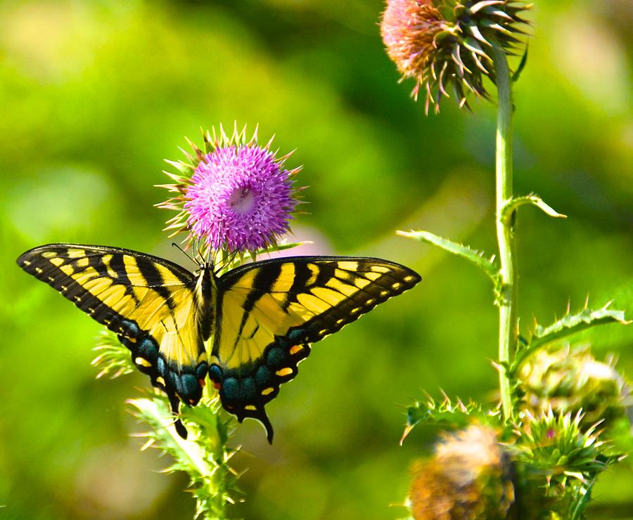 Wide Wings Photograph by Richard B Mangrum - Fine Art America