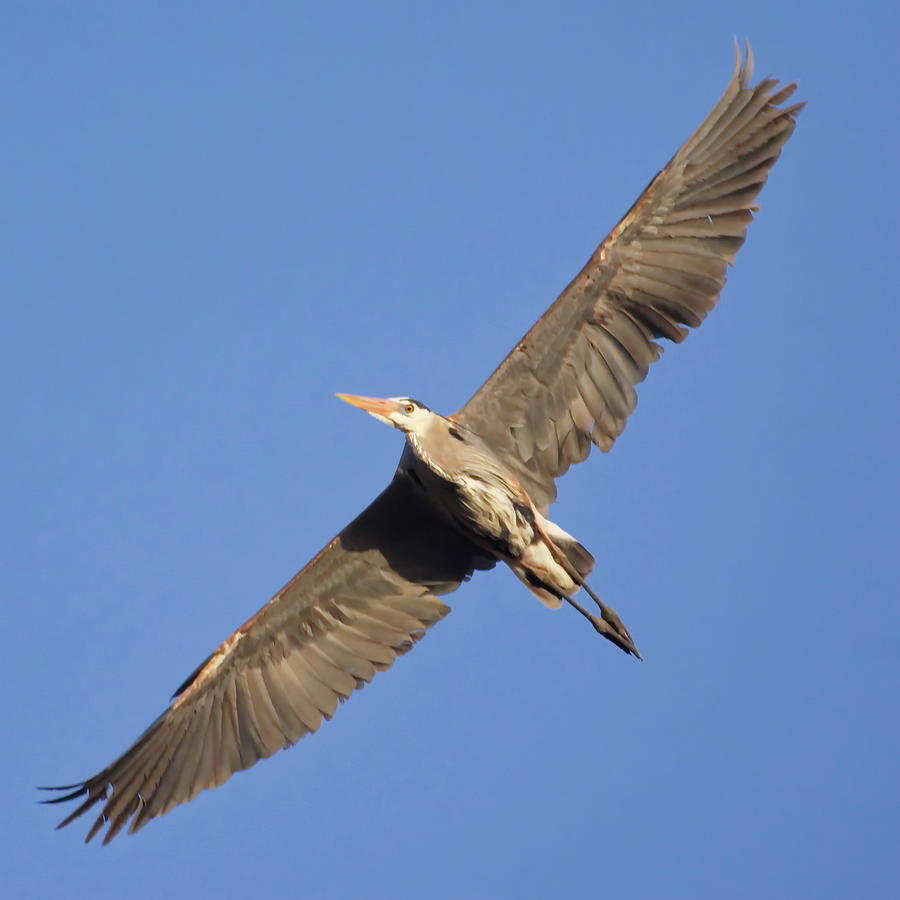 Wide Wingspan Photograph by Crystal Massop - Fine Art America