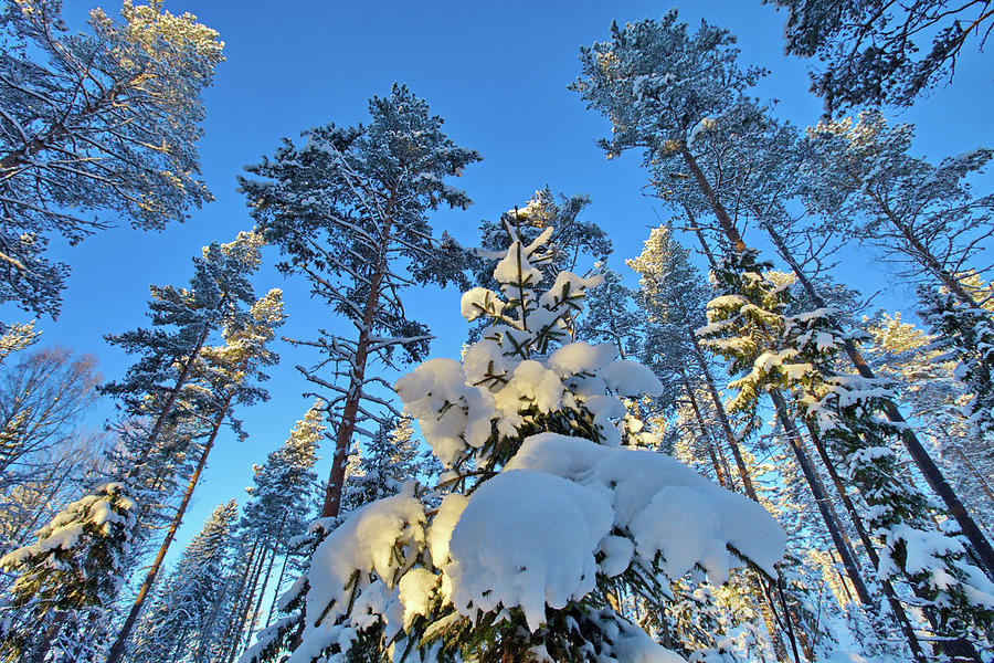 Wideangle View Of A Snow-clad Forest Photograph