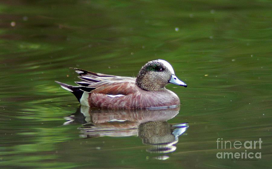 Widgeon Duck Photograph by Robert Smitherman