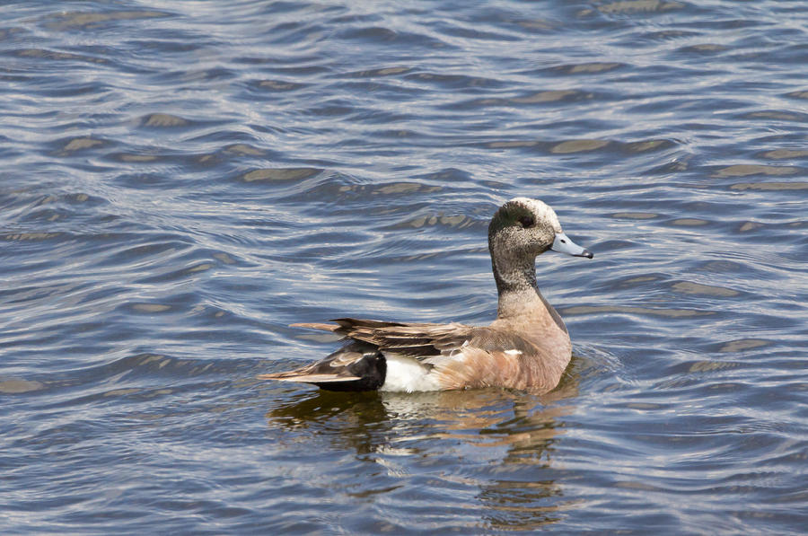 Widgeon Photograph by Wayne Vedvig