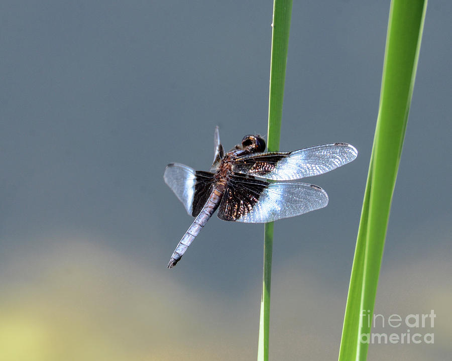 Widow Skimmer Photograph by Amy Porter