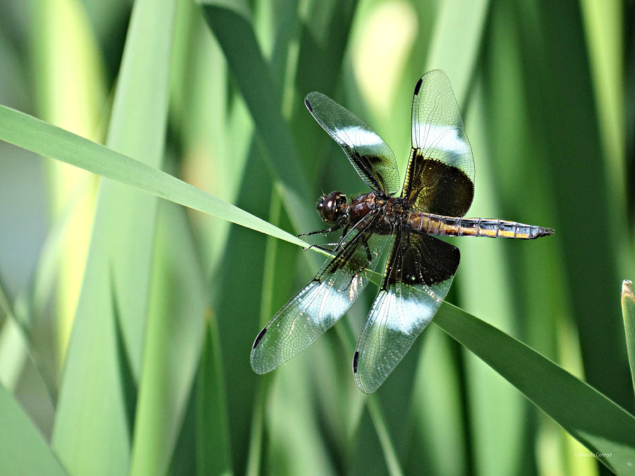 Insects Photograph - Widow Skimmer by Dark Whimsy