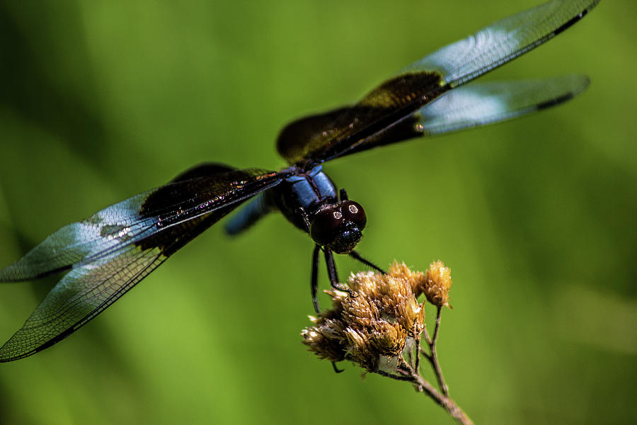 Widow Skimmer Dragonfly Photograph By Anthony Evans - Pixels