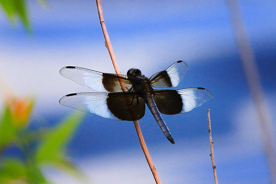 Widow Skimmer Dragonfly Photograph by Juli Ellen