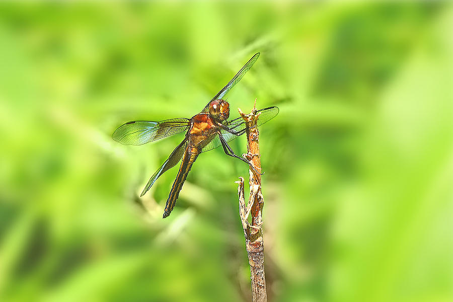 Widow Skimmer Dragonfly - Libellula luctuosa Photograph by Carol Senske