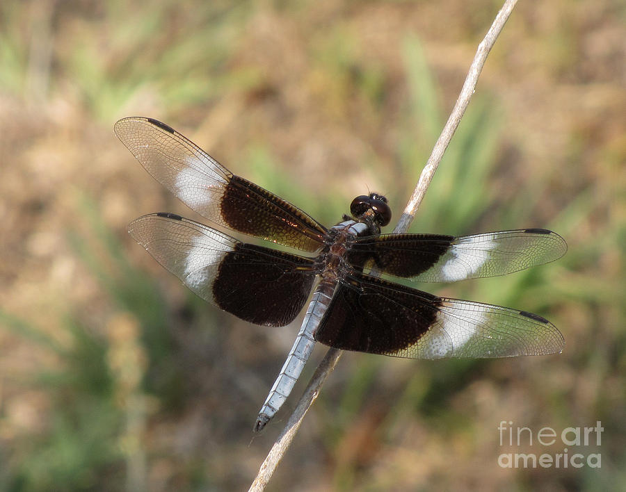 Widow Skimmer Dragonfly Male Photograph by Donna Brown