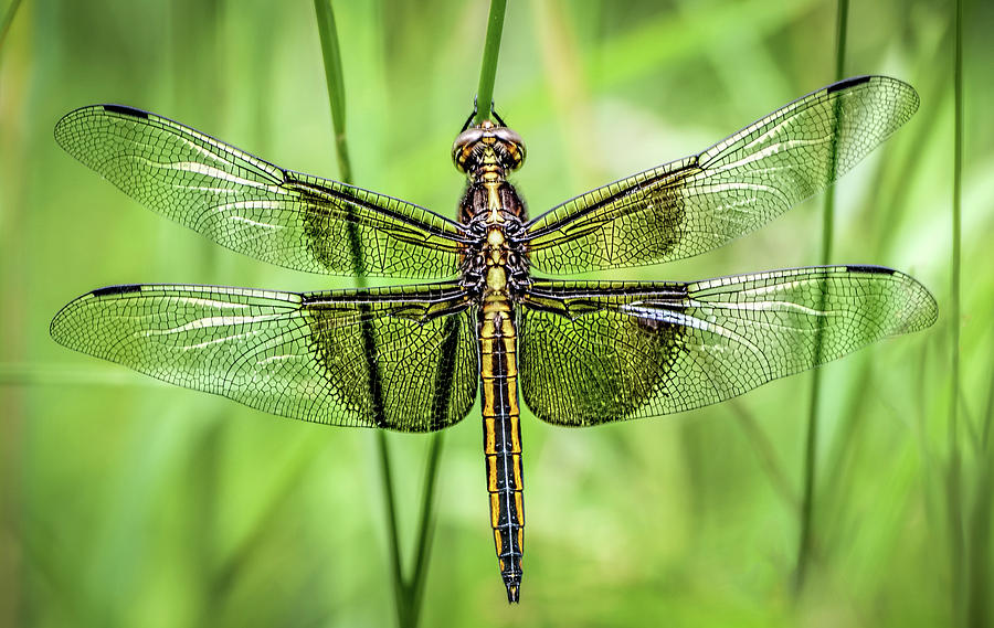 Widow Skimmer Dragonfly by Wes Iversen Widow Skimmer Dragonfly by Wes Iversen