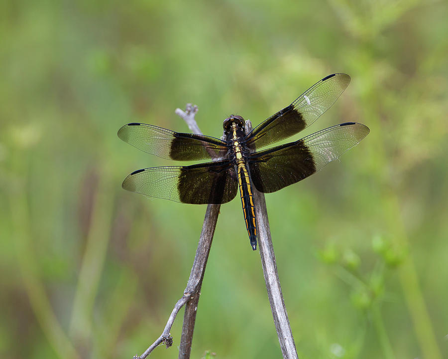 Widow Skimmer Photograph by Ronnie Maum