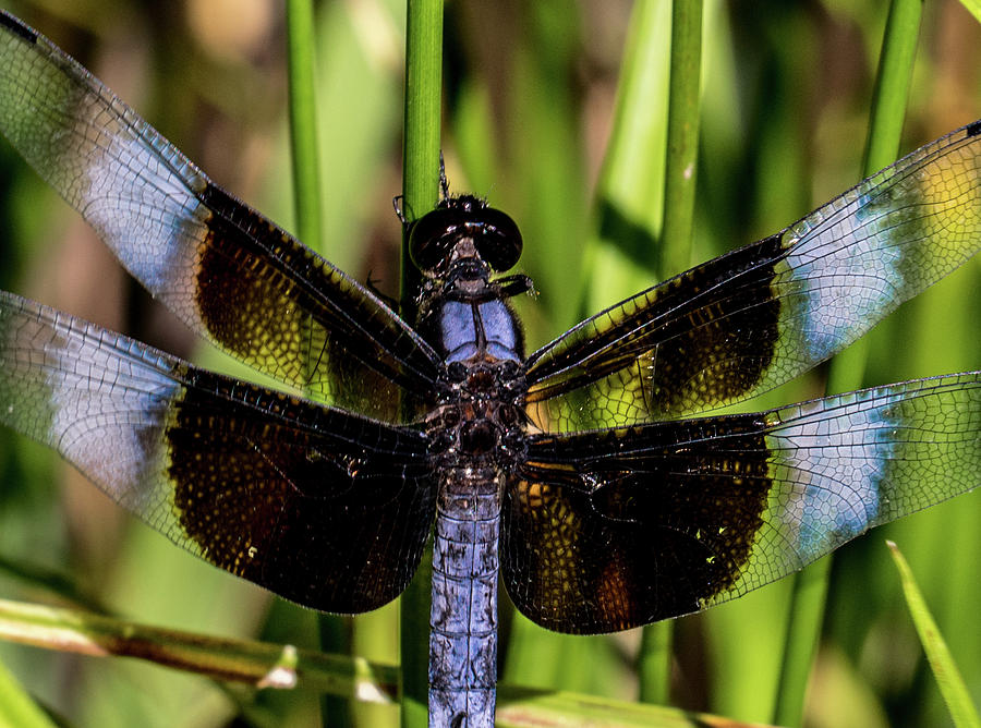 Widow Skimmer Up Close and Personal Photograph by Douglas Barnett