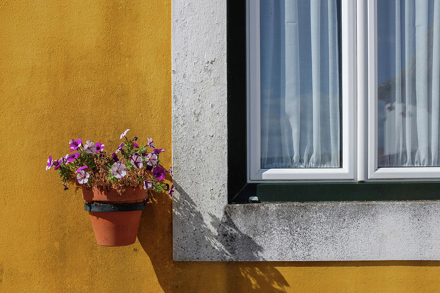 Window With a Vase Photograph by Carlos Caetano