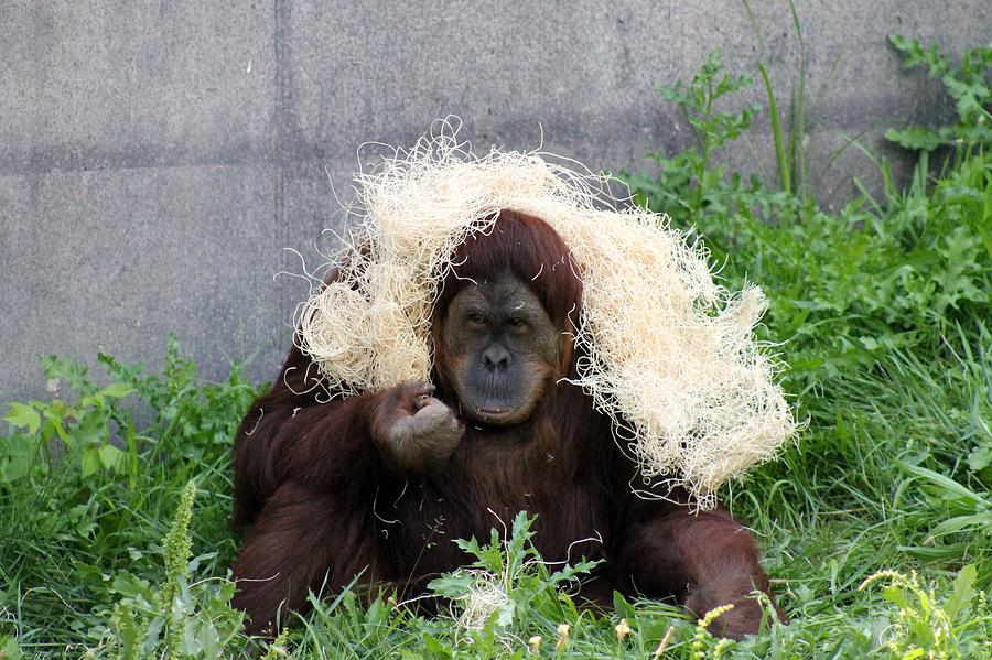 Wig problems by Lisa Smith