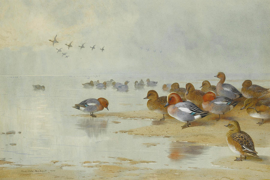 Wigeon And Teal By The Water Edge by Thorburn Mixed Media by Movie Poster Prints