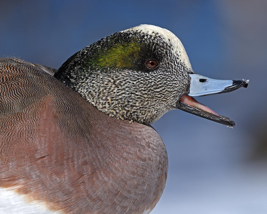 Drake Photograph - Wigeon Calling by Tony Beck