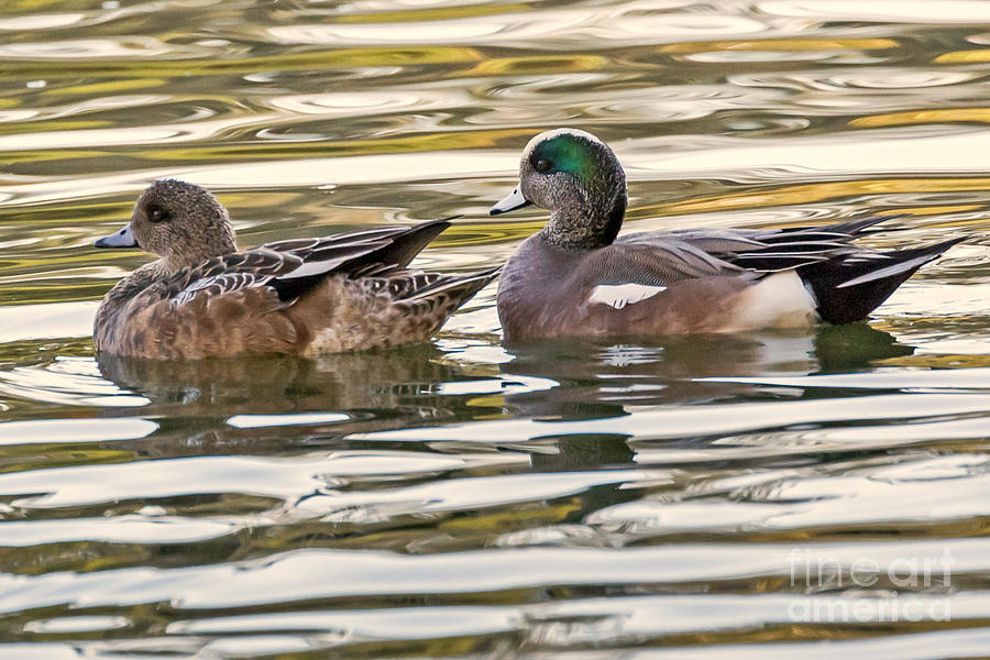 Wigeon Couple Photograph by Kate Brown