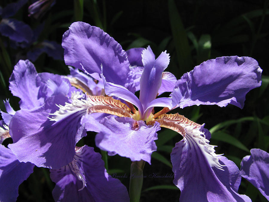 Wild About Iris - Purple Flowers - Iris Photographic Art Photograph by