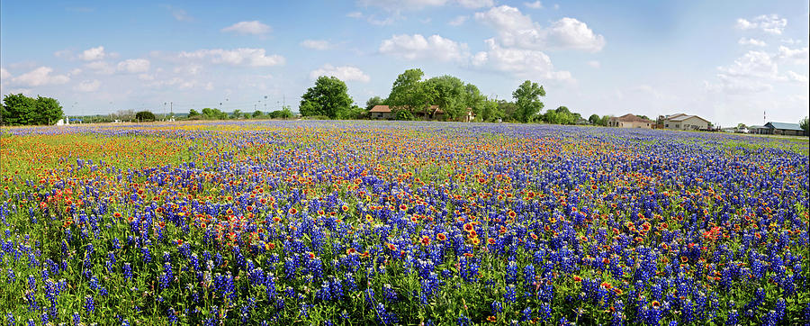 Wild About Round Rock Wildflowers Panorama Photograph by Lynn Bauer