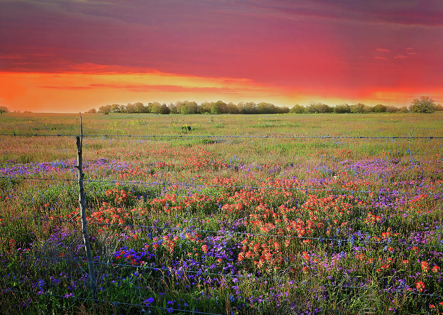 Wild About Texas Sunsets Photograph by Lynn Bauer