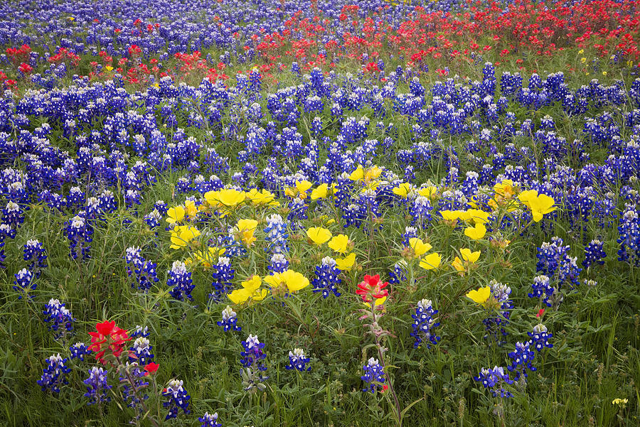 Wild About Texas Wildflowers Photograph by Lynn Bauer