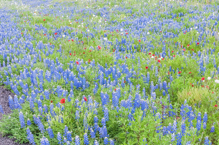 Wild about wildflowers of Texas. Photograph by Usha Peddamatham