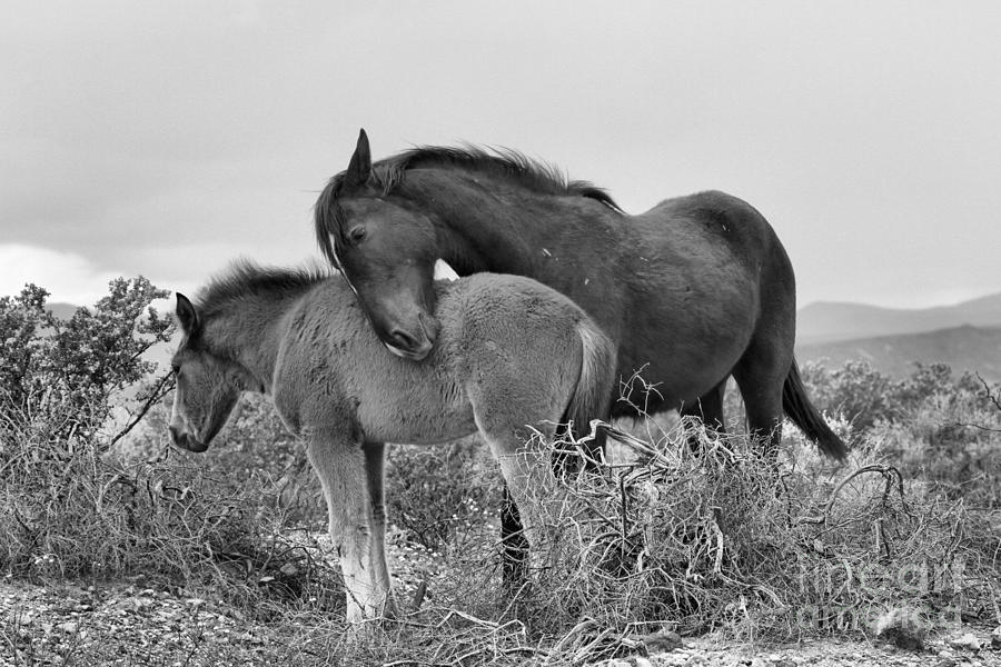 Wild Affection Black And White Photograph by Adam Jewell