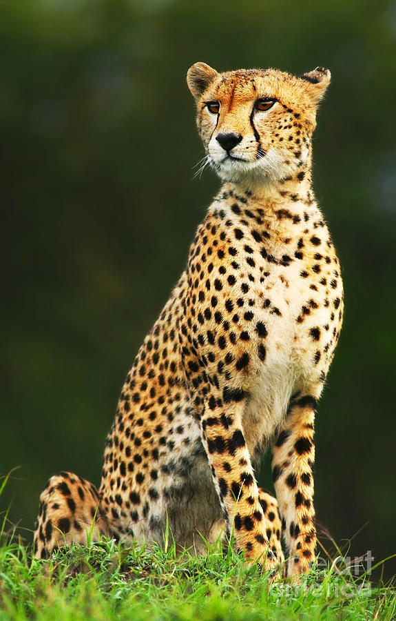 Wild african cheetah Photograph by Anna Om