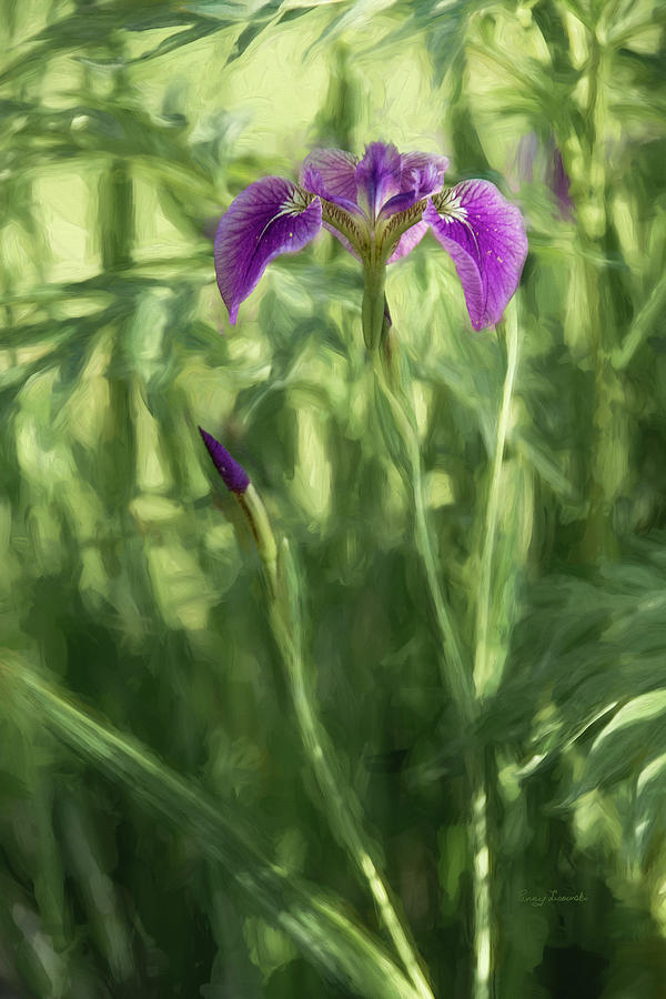 Wild Alaskan Iris II Photograph