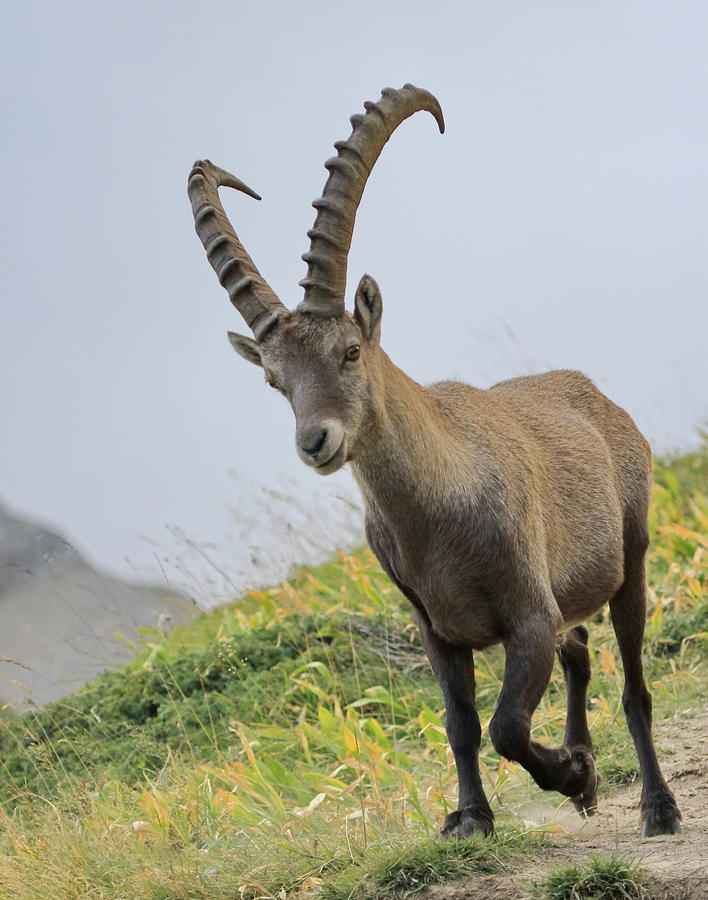 Wild alpine ibex - steinbock portrait Photograph by Elenarts - Elena Duvernay photo