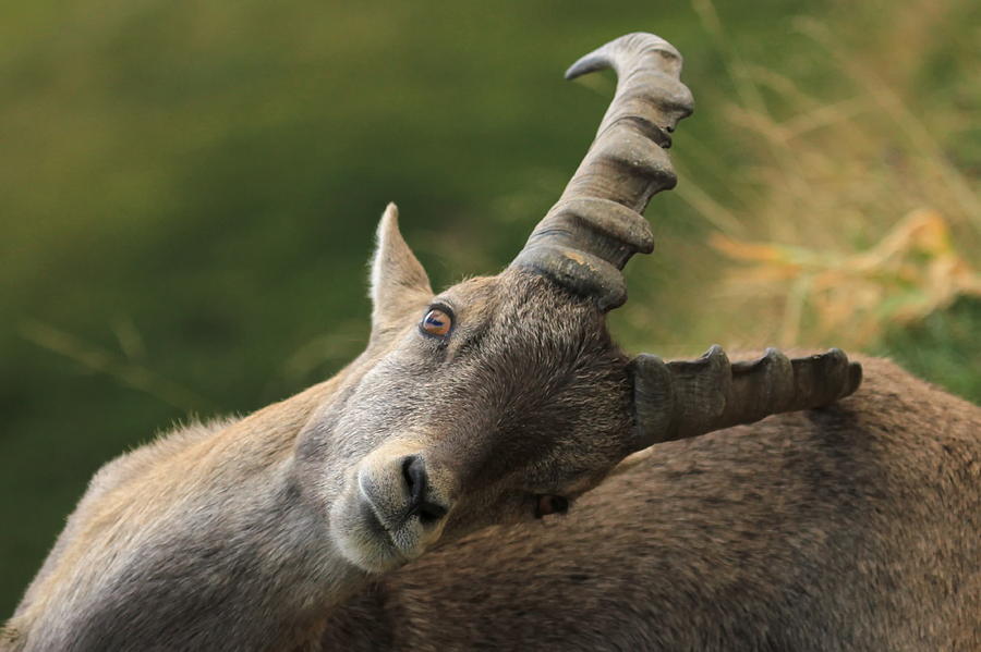 Wild alpine ibex - steinbock scratching Photograph by Elenarts - Elena Duvernay photo