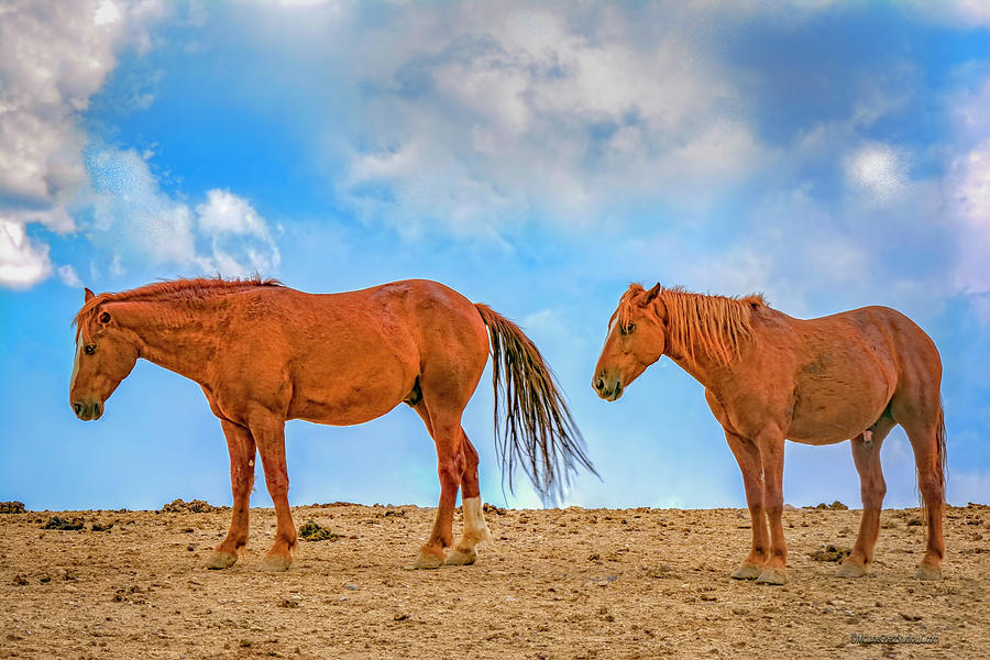 Wild American Horses Photograph by LeeAnn McLaneGoetz McLaneGoetzStudioLLCcom