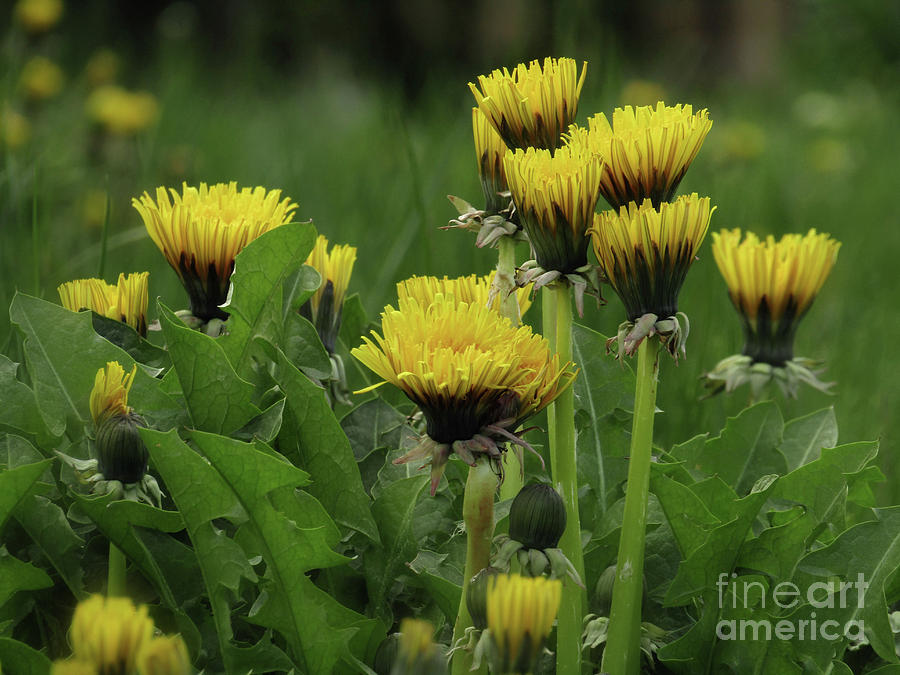 Dandelion Photograph - Wild And Beautiful by Kim Tran Dandelion Photograph - Wild And Beautiful by Kim Tran