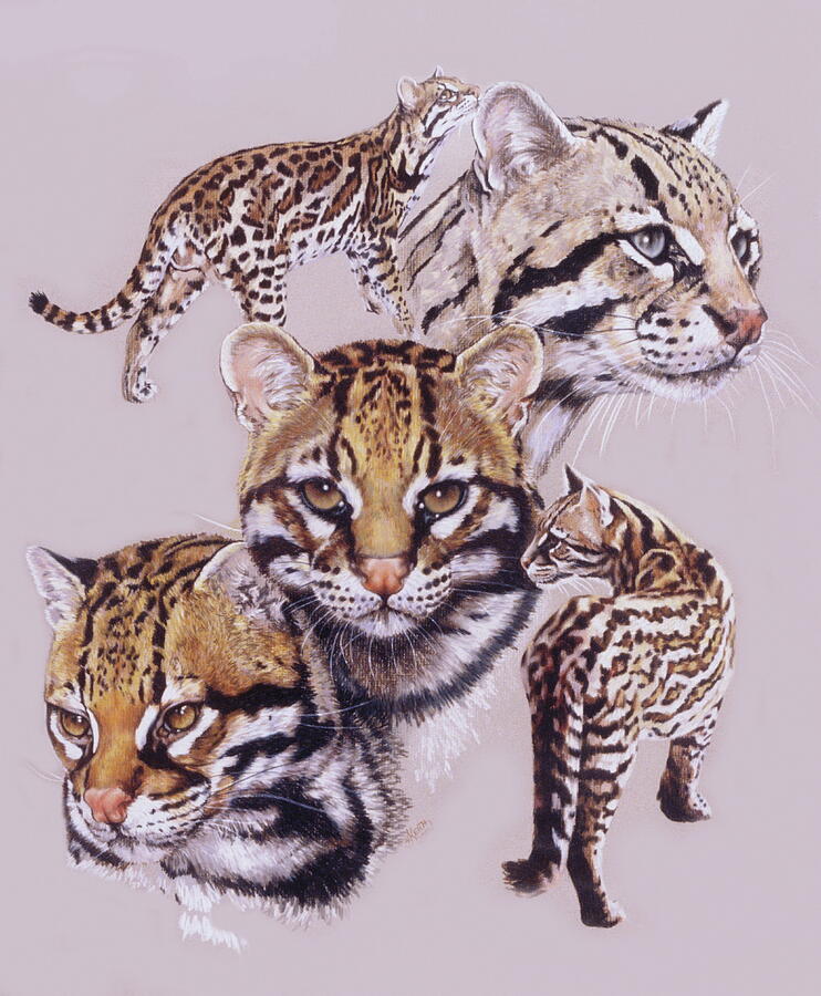 Wild and Free Drawing by Barbara Keith