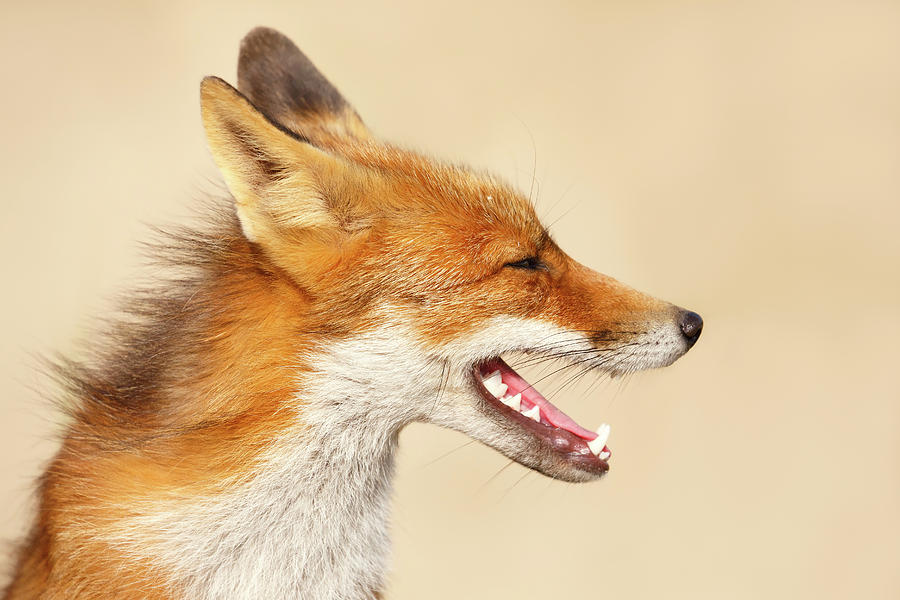 Wildlife Photograph - Wild and Free - Fox Portrait by Roeselien Raimond