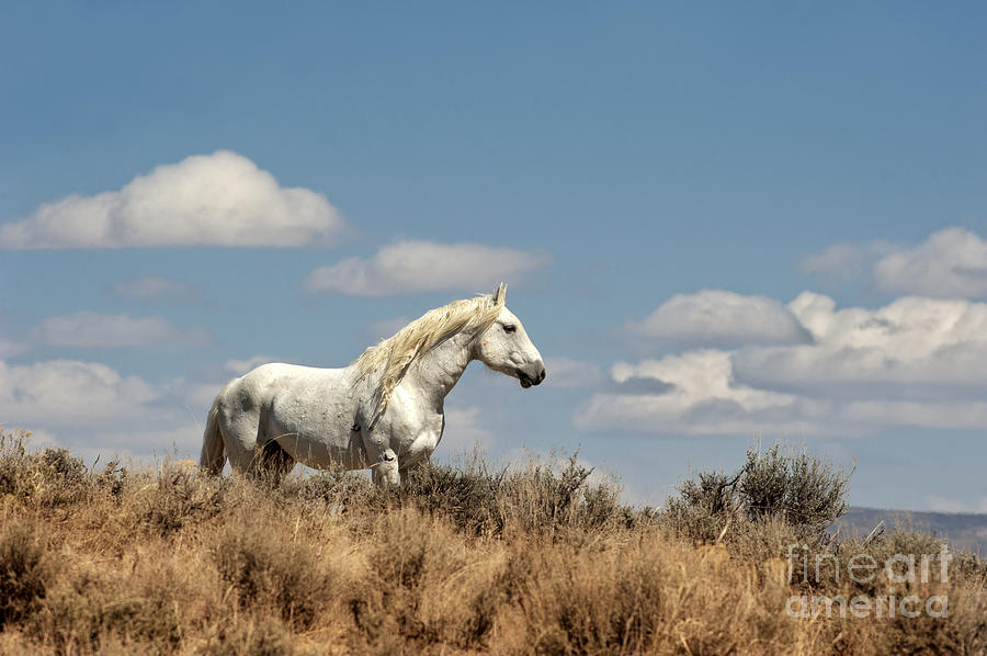 Wild Horse Photograph - Wild and Free by Heather Swan