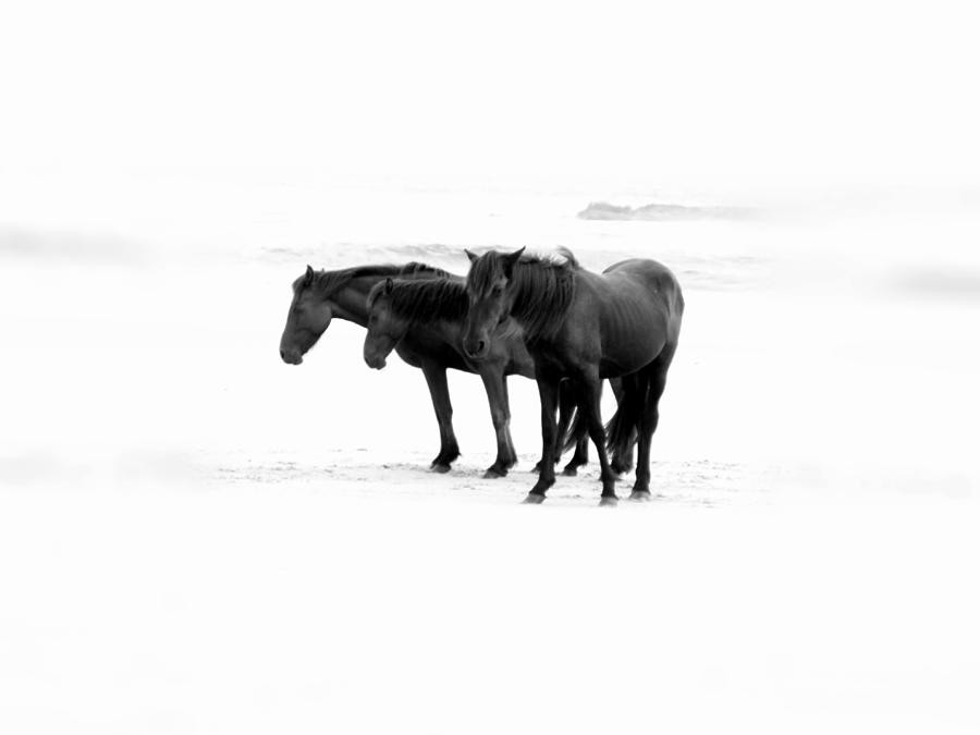 Wild and Free in Black and White Photograph by Kim Galluzzo