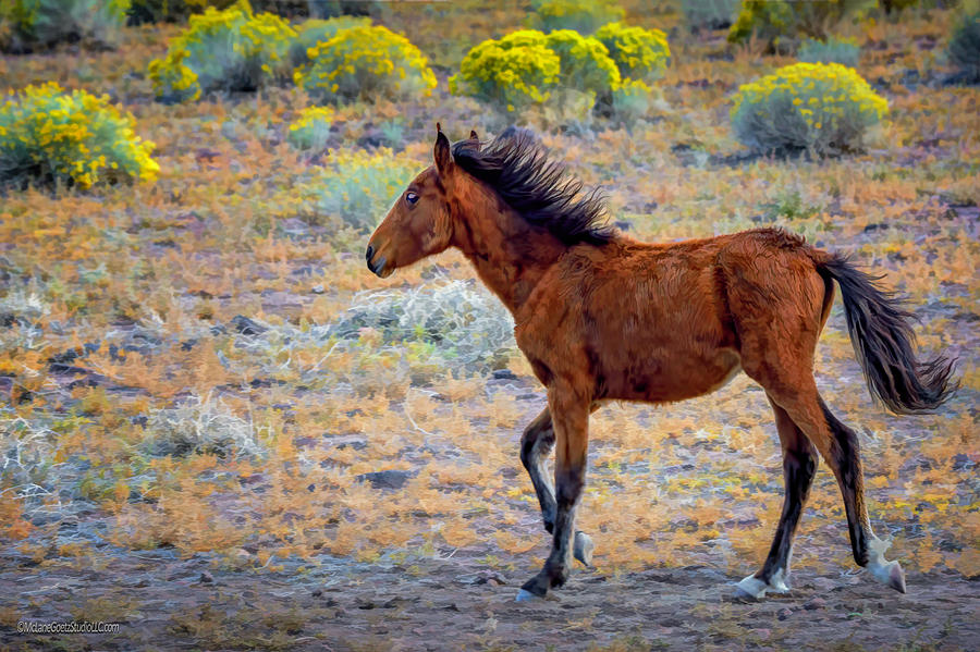 Wild and Free Mustang Colt Photograph by LeeAnn McLaneGoetz McLaneGoetzStudioLLCcom