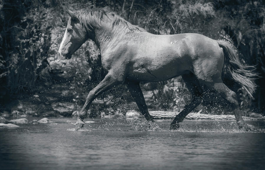 Wild and Free Mustang  Photograph by Saija Lehtonen