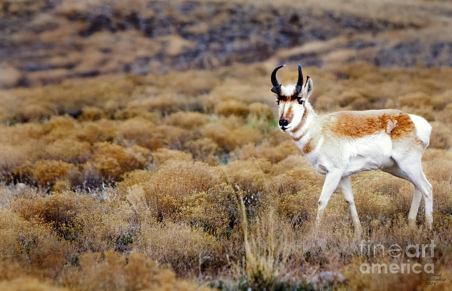 Wild Antelope Photograph by David Millenheft