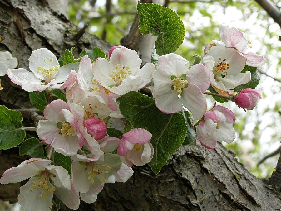 Wild Apple Blossoms Photograph by Angie Rea